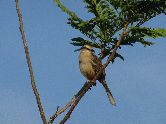 �C�O�A�X�̓�������