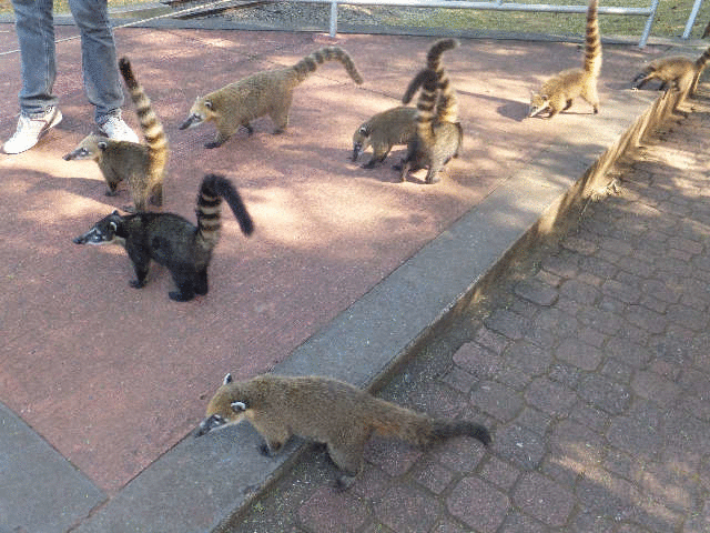 �C�O�A�X�̓�������